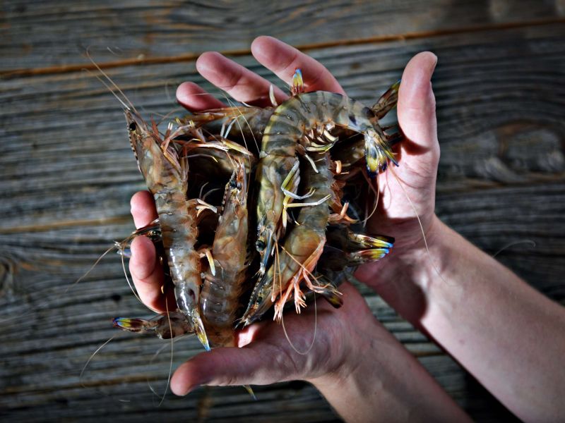 seafood fruit du mer restaurant döme döme sur mer antwerpen frederic chabbert michelin gault bart albrecht tablefever online reserveren book tafel